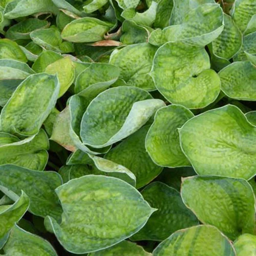 Hosta Blue Shadows