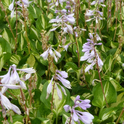 Hosta Center of Attention