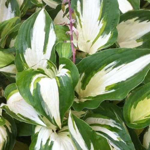 Hosta Christmas Candy