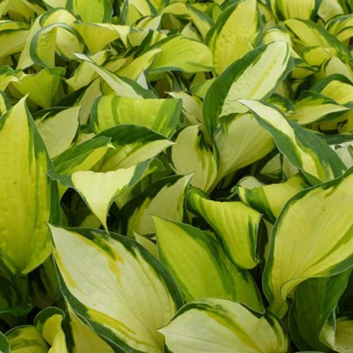 Hosta Color Festival