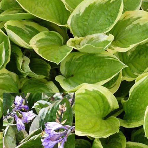 Hosta Delta Dawn