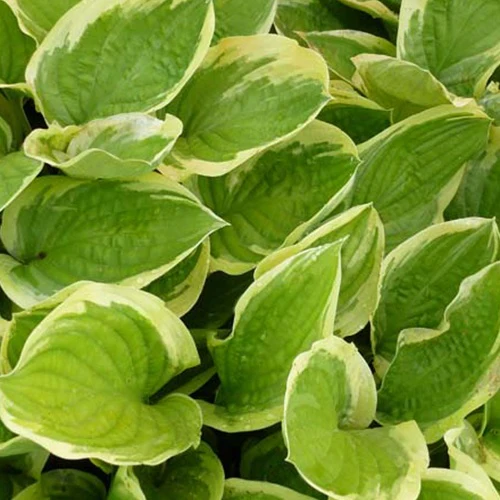 Hosta Delta Dawn - Image 2