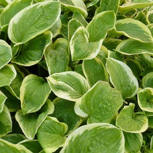 Hosta Diana Remembered