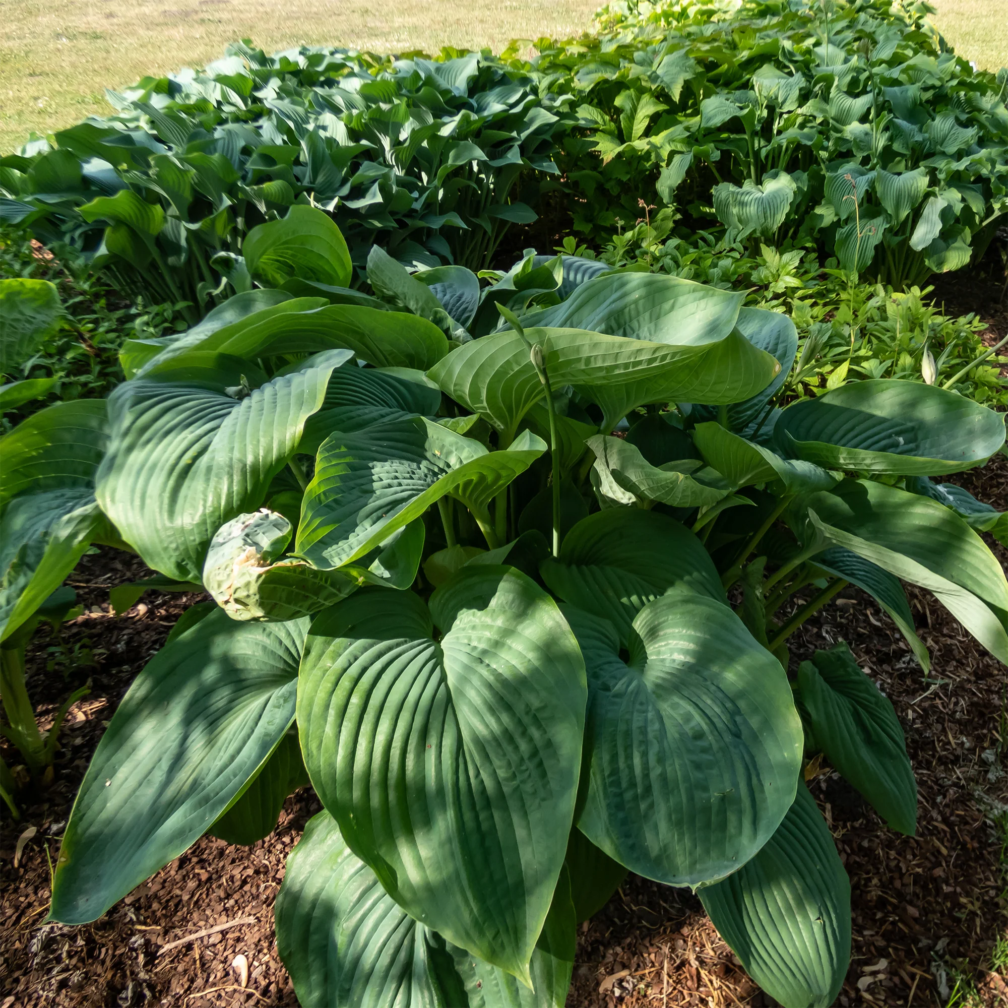 Hosta Empress Wu