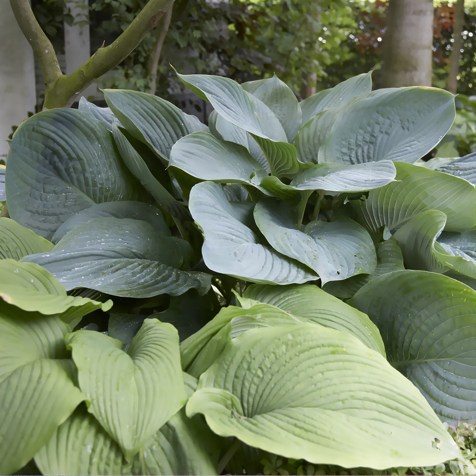 Hosta Empress Wu - Image 2