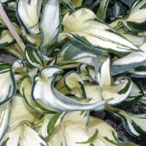 Hosta Fireworks