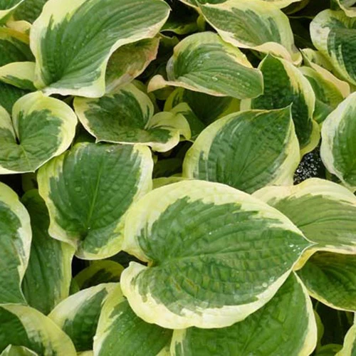 Hosta Formal Attire