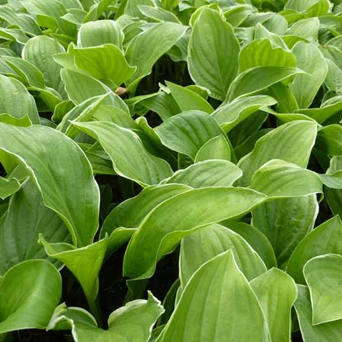 Hosta Fragrant Fire