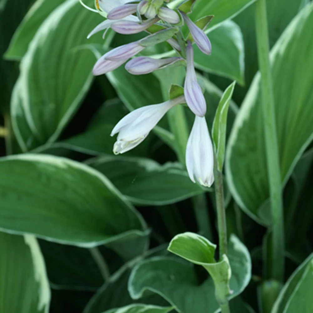 Hosta Francee - Image 2