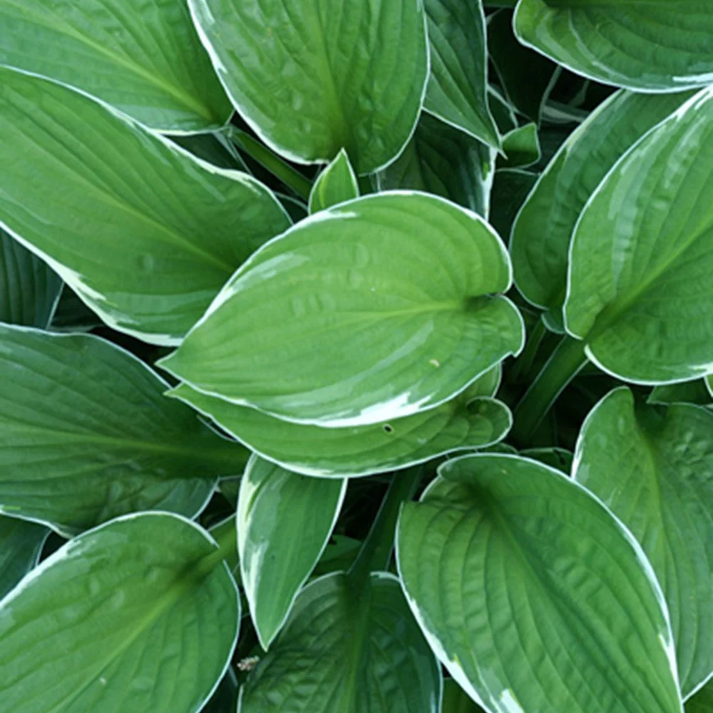 Hosta Francee - Image 3