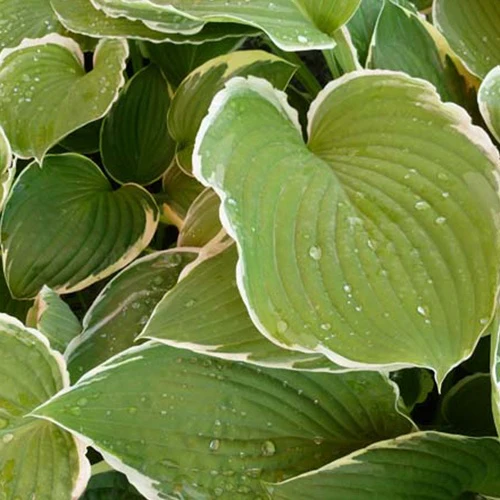 Hosta Frosted Jade