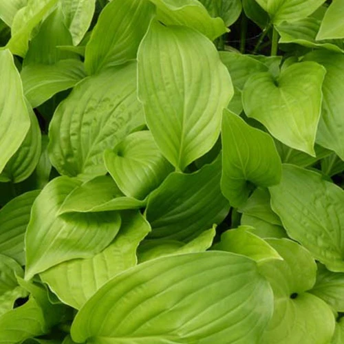 Hosta Hadspen White