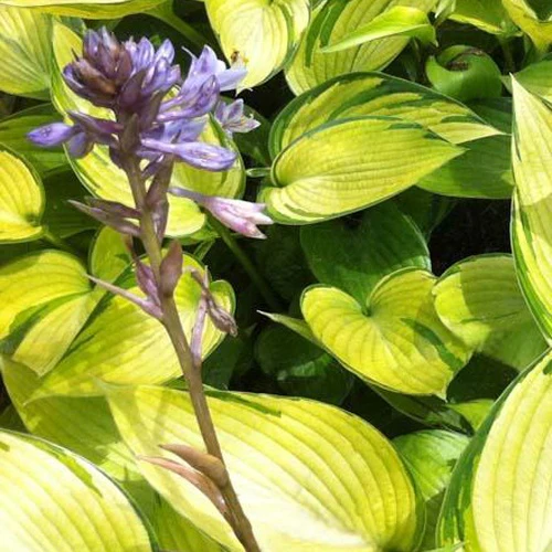 Hosta June Fever