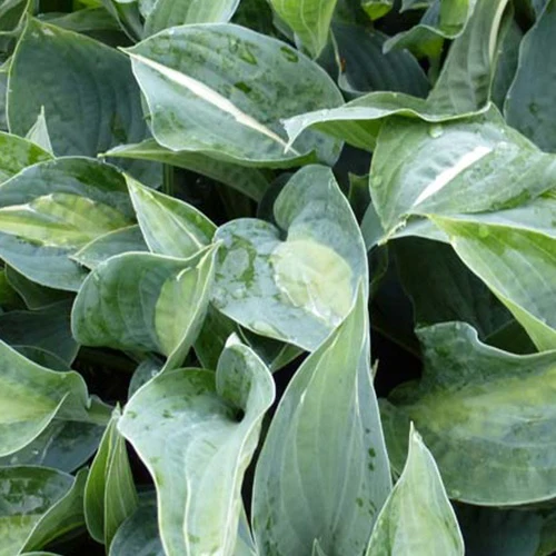 Hosta Kiwi Full Monty