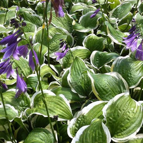 Hosta Koriyama
