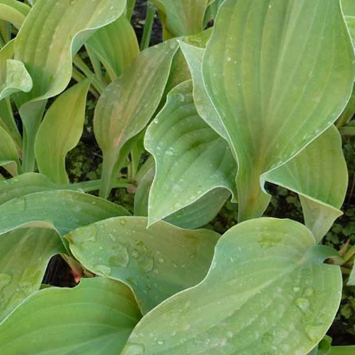 Hosta Krossa Regal