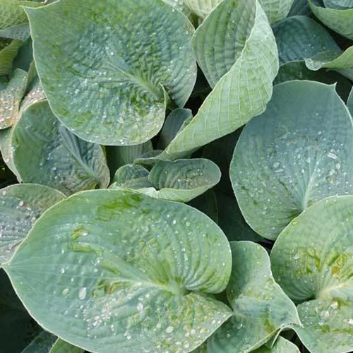 Hosta Love Pat