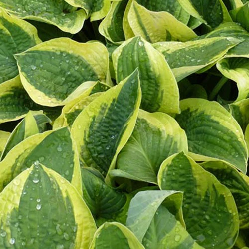 Hosta Mama Mia