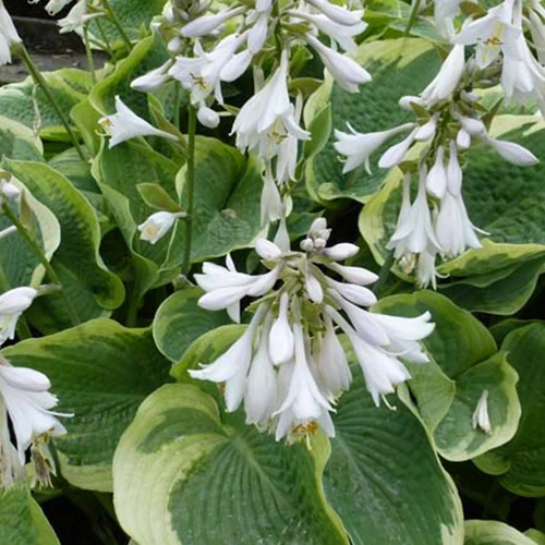 Hosta Northern Exposure Funkia