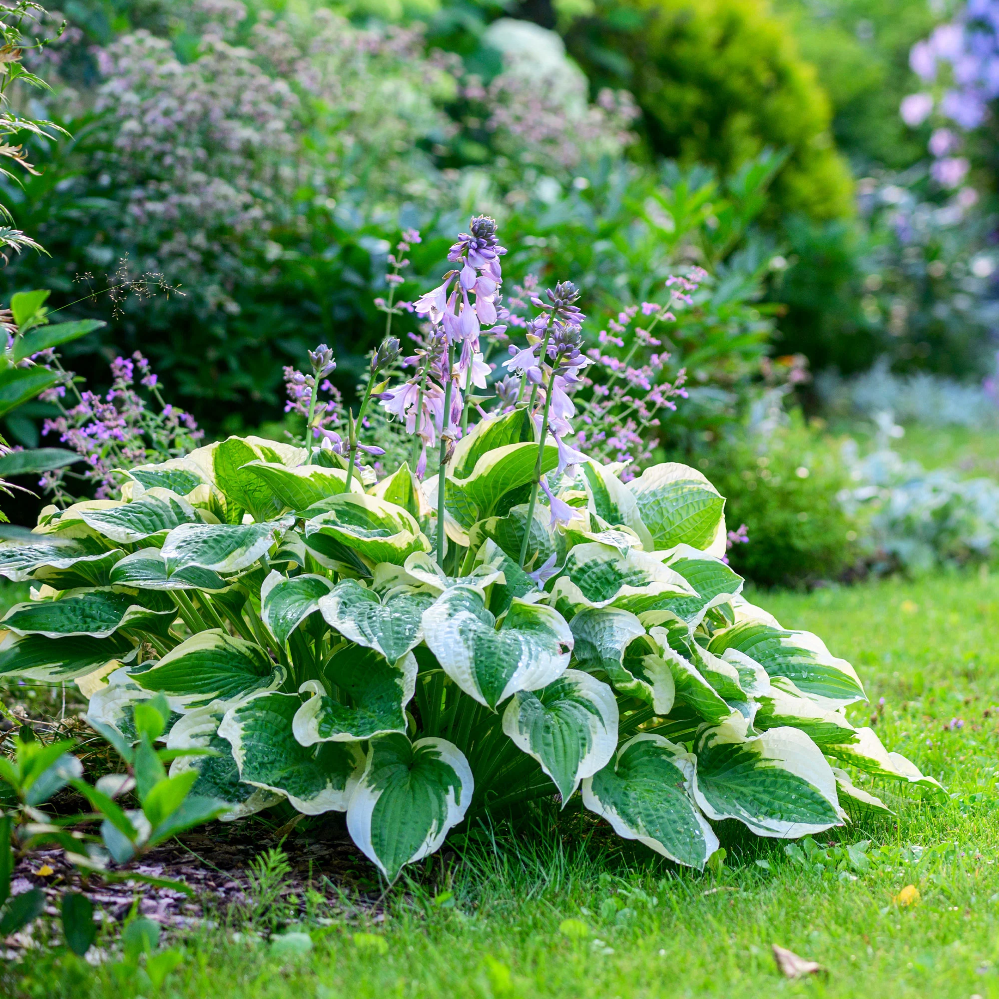 Hosta 'Patriot' - Image 3