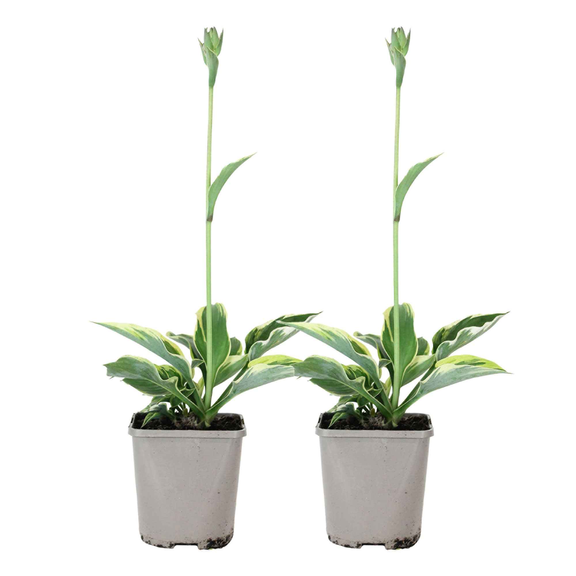 Hosta 'Patriot' - Image 4