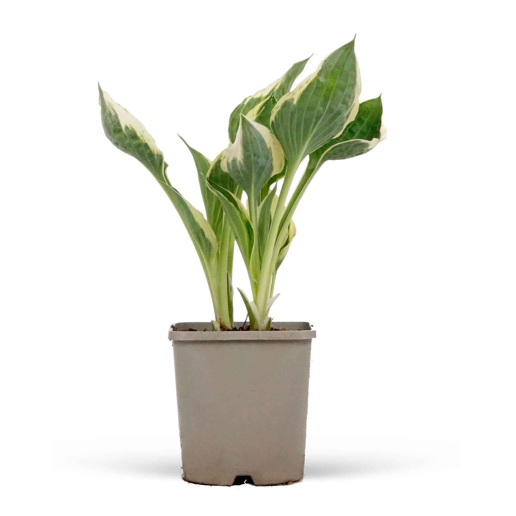 Hosta 'Patriot' - Image 5