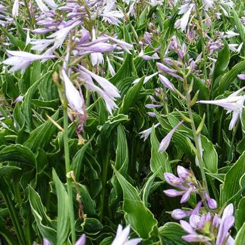 Hosta Praying Hands