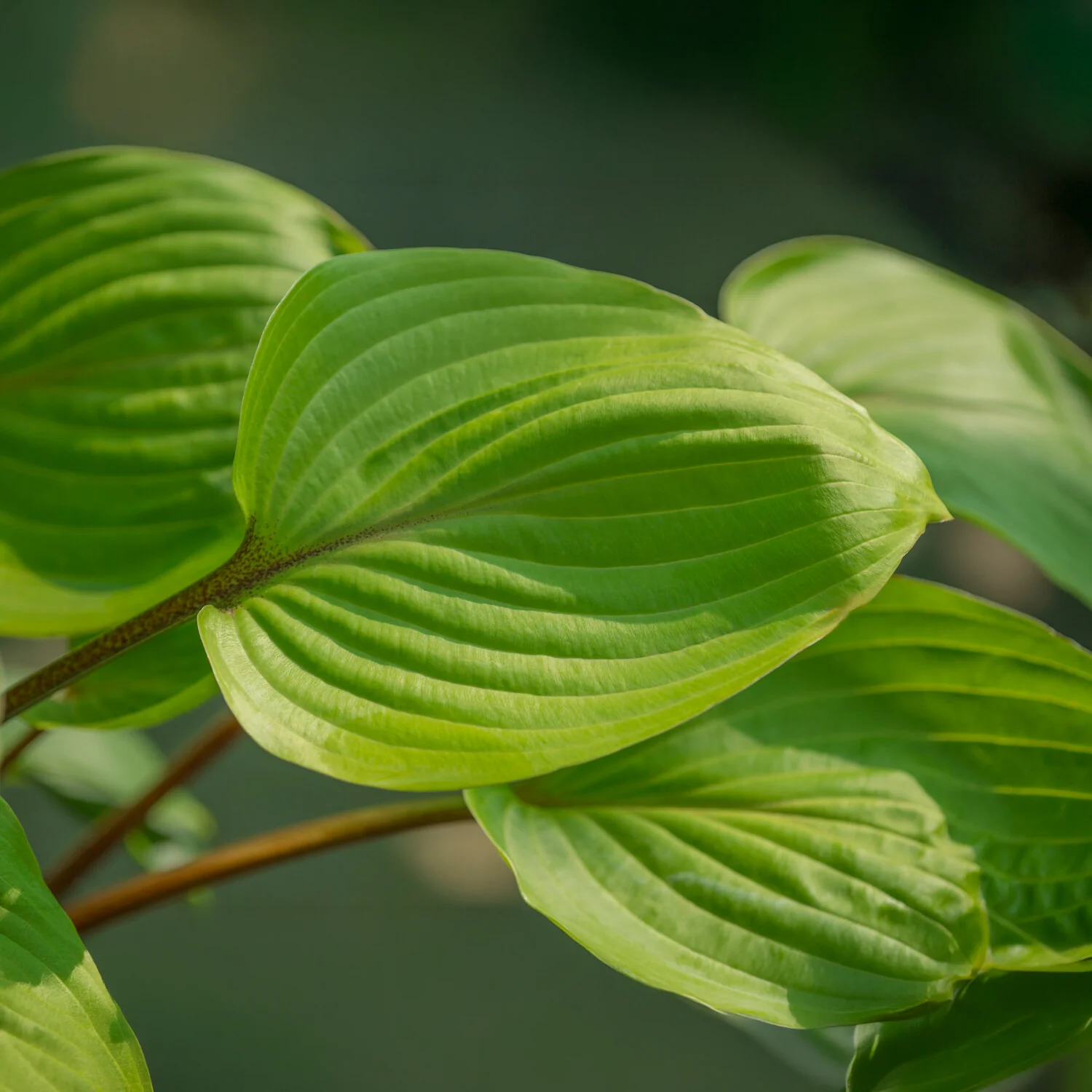 Hosta Purple Heart - Image 2