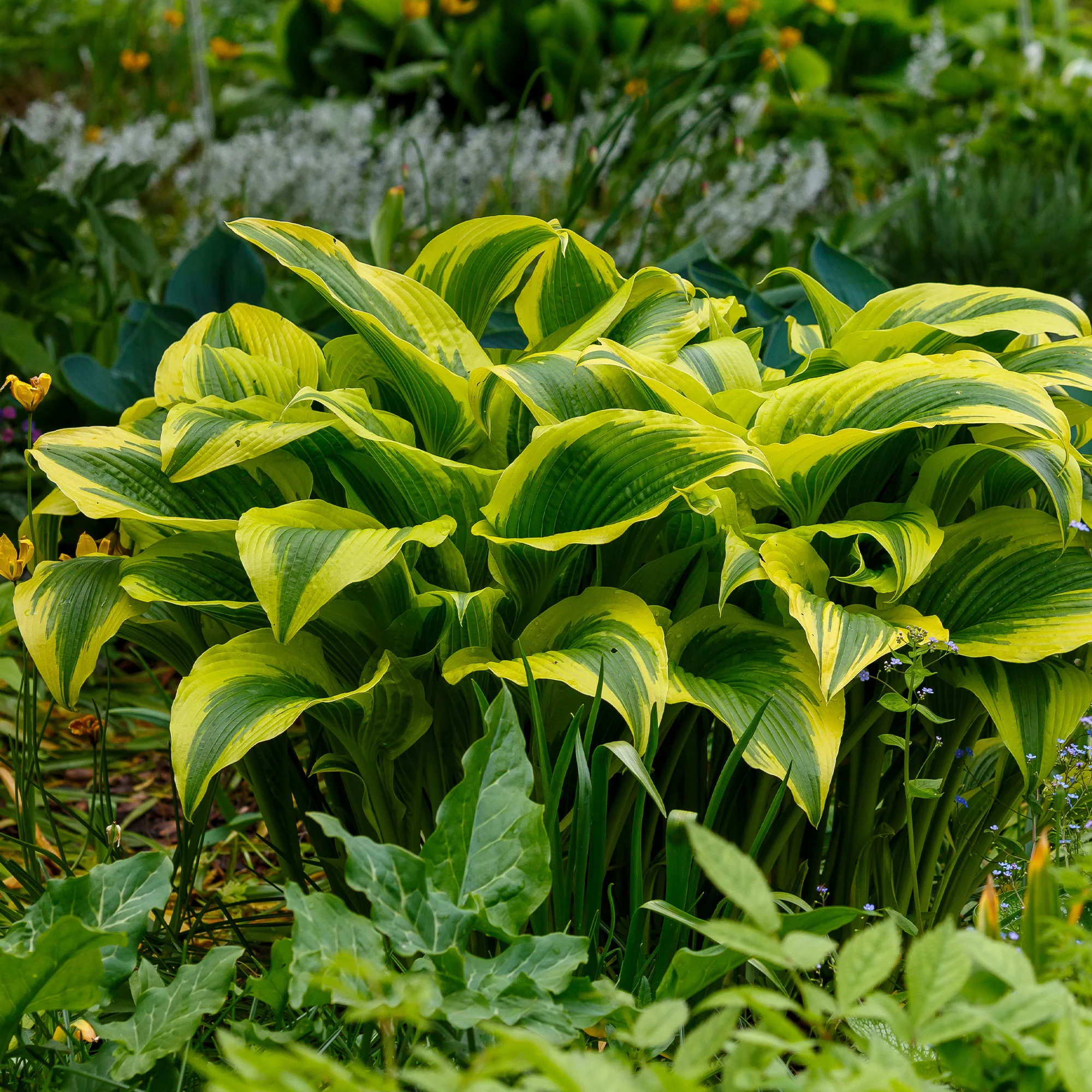 Hosta 'Queen Josephine'