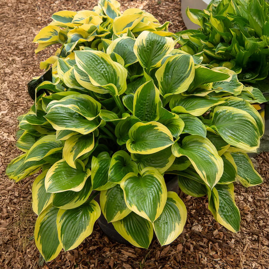 Hosta 'Queen Josephine' - Image 2