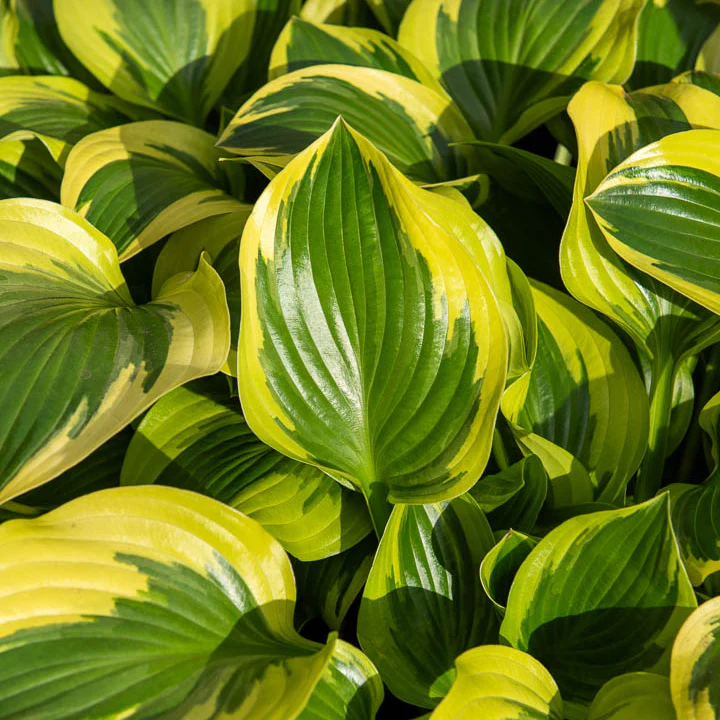 Hosta 'Queen Josephine' - Image 3