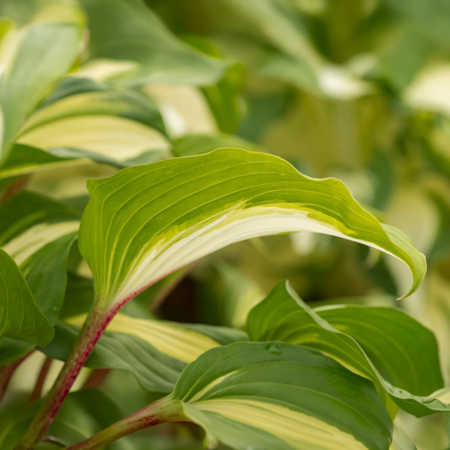 Hosta Raspberry Sundae