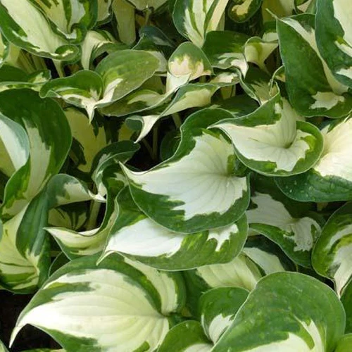 Hosta Reversed Patriot