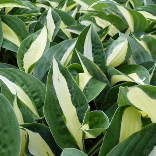 Hosta Risky Business