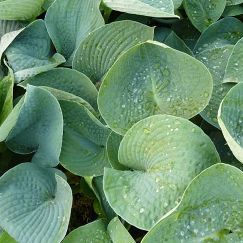 Hosta Ryans Big One