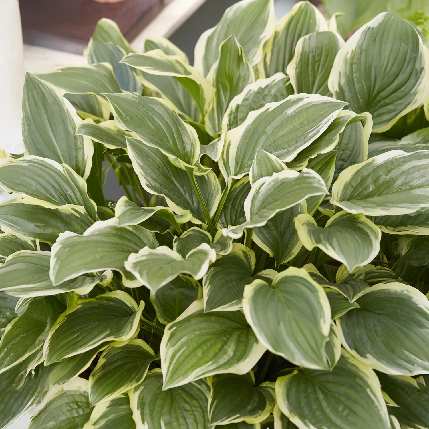 Hosta So Sweet