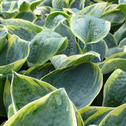 Hosta Sugar Daddy