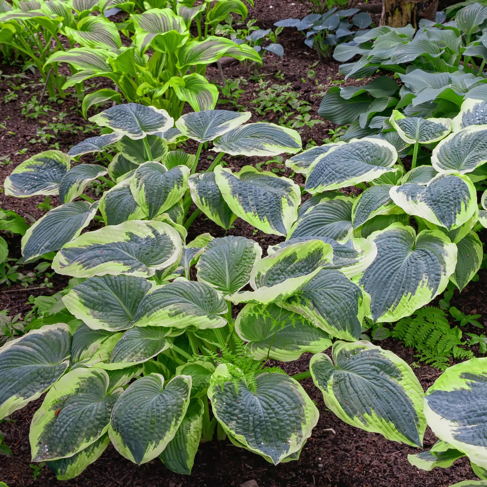 Hosta Sugar Daddy - Image 2