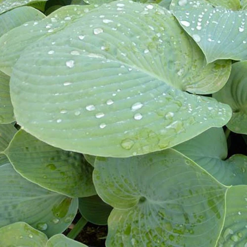 Hosta True Blue