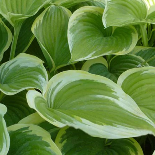 Hosta Victory