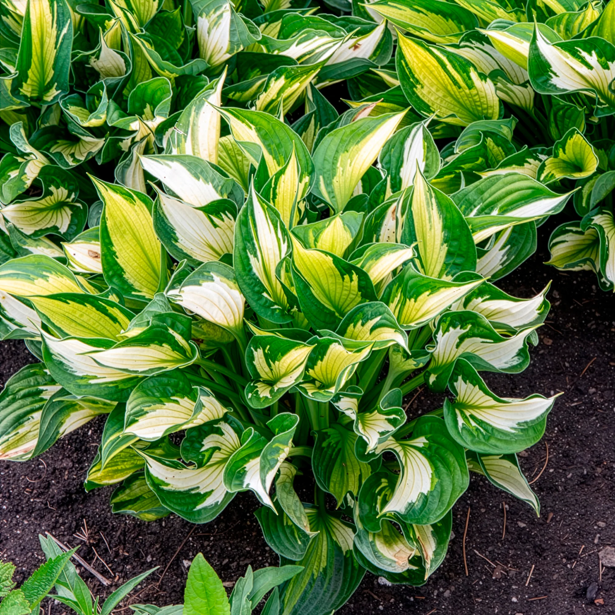 Hosta Whirlwind