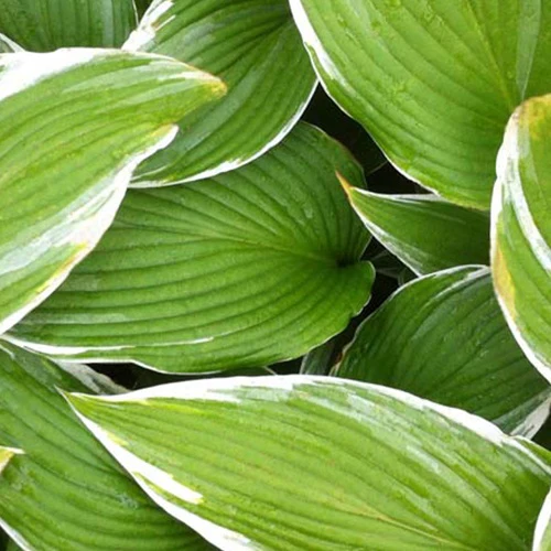 Hosta White On