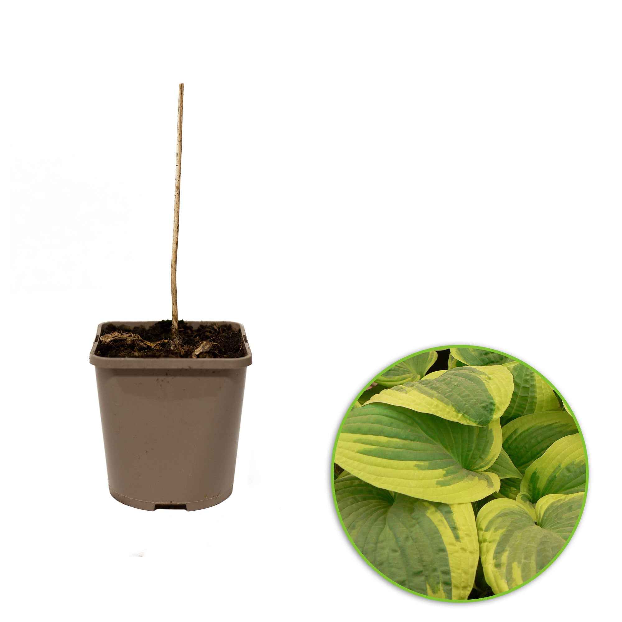 Hosta 'Wide Brim' - Image 3