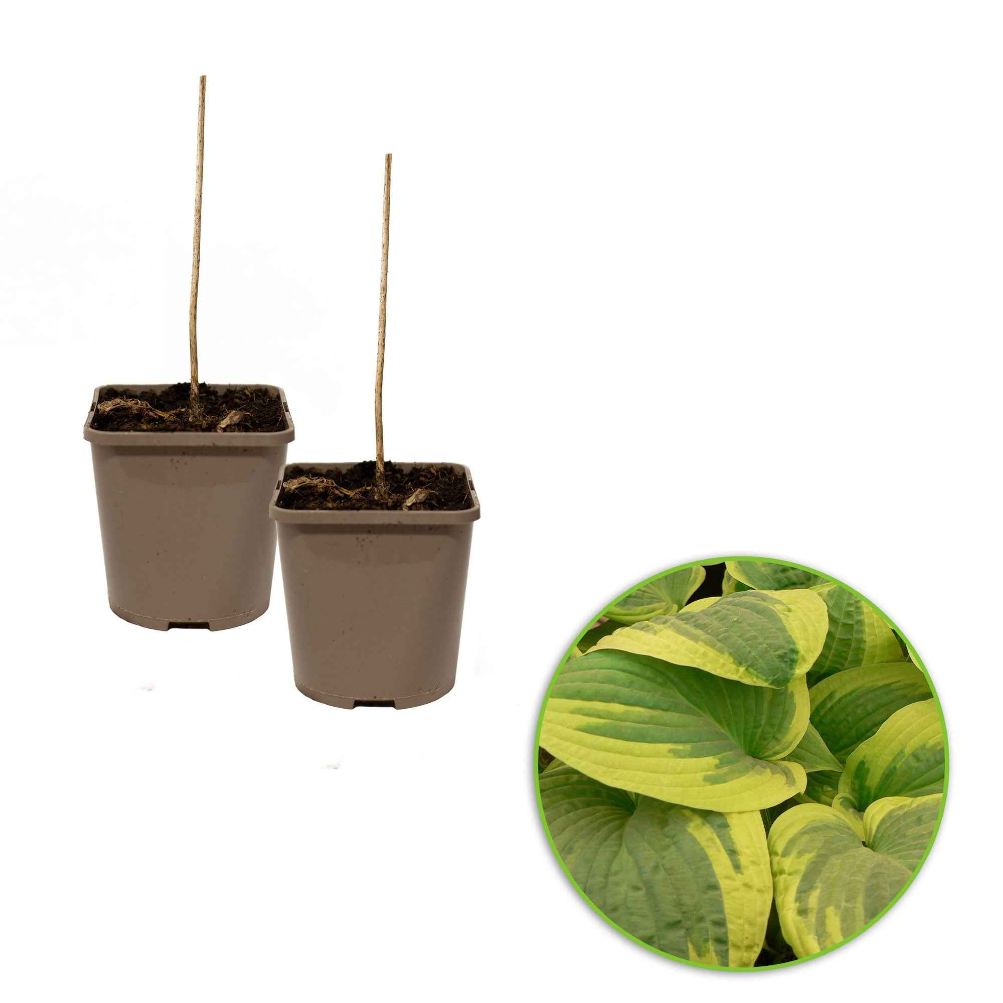 Hosta 'Wide Brim' - Image 4