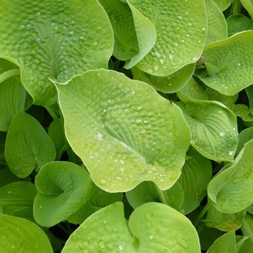 Hosta Zounds