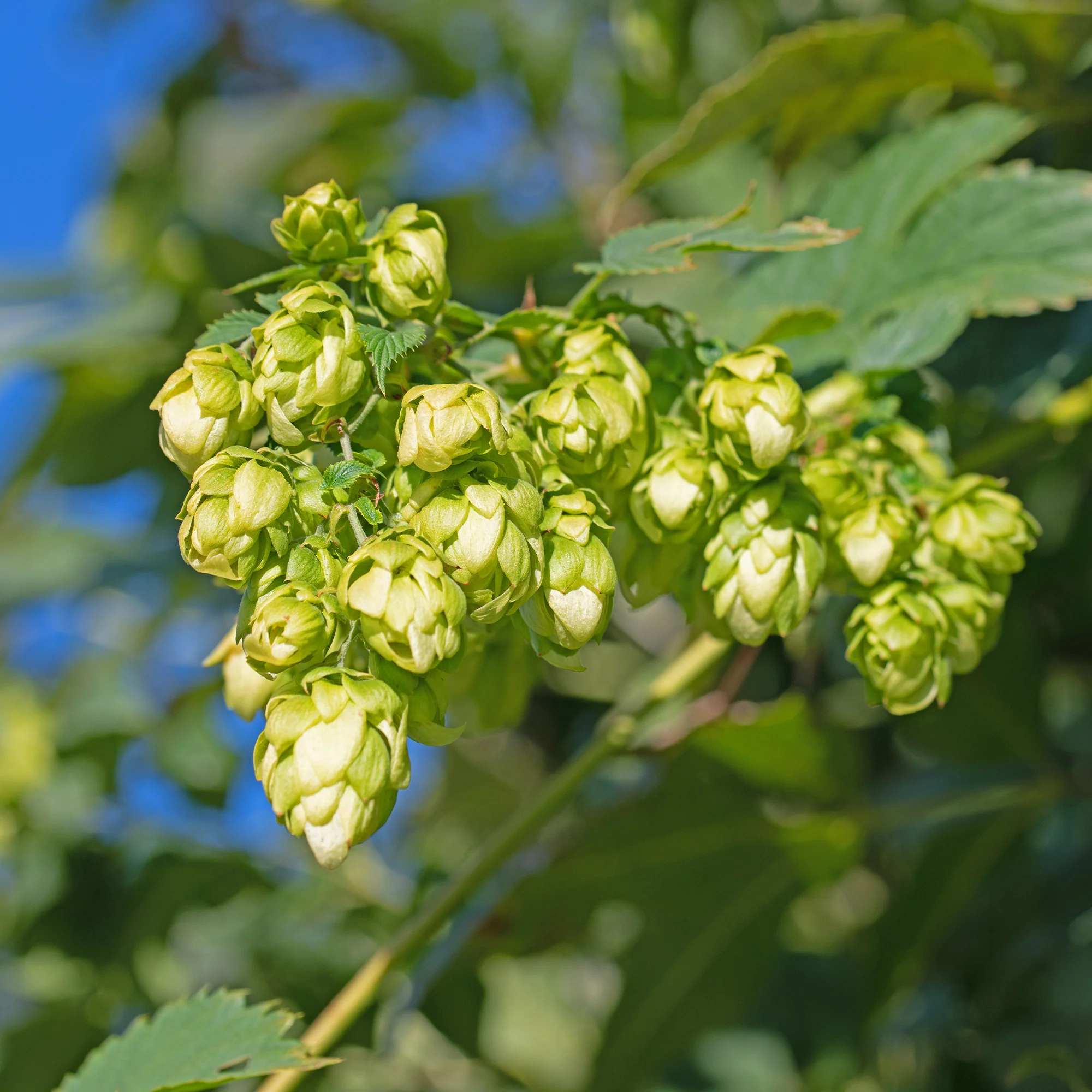Houblon femelle Prima Donna ® - Image 2