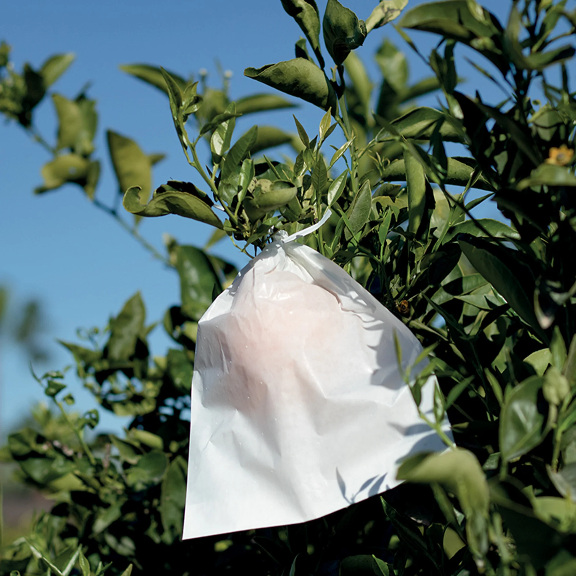 Housse à fruits - Fruitsac - Image 3