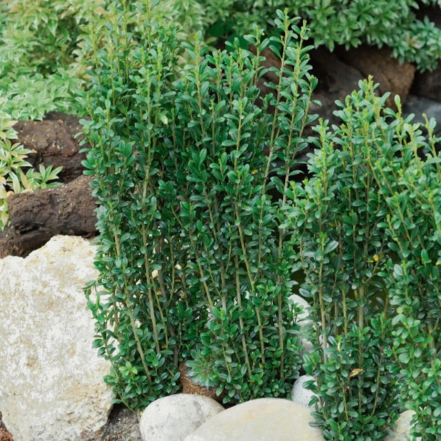 Houx crénelé Fastigiata - Image 3