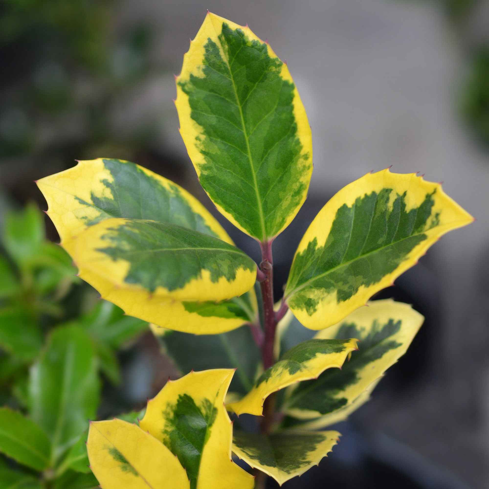 Houx de Highclere 'Golden King'
