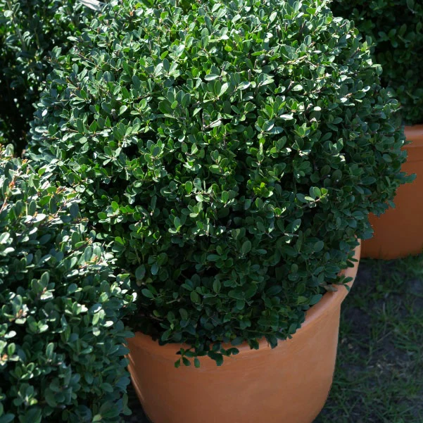Houx du Japon Ilex crenata De forme sphérique - Image 2